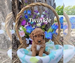 Goldendoodle (Miniature) Puppy for Sale in GOBLES, Michigan USA