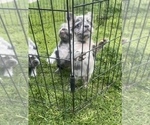 Small Photo #36 French Bulldog Puppy For Sale in NORTH HAMPTON, NH, USA