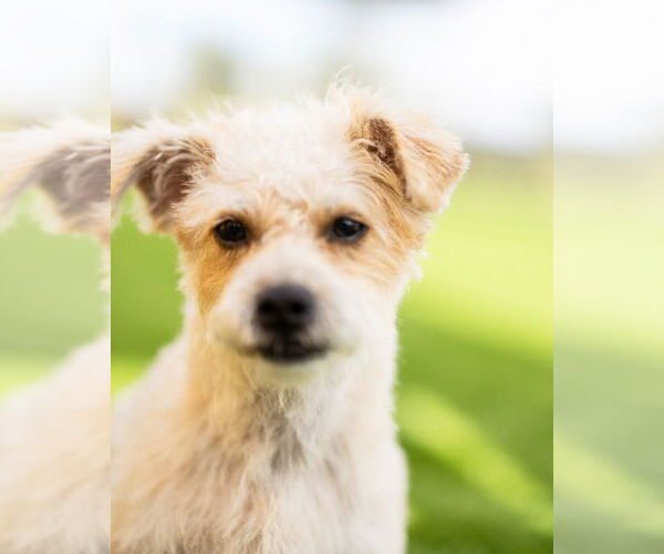 Medium Photo #2 Mutt Puppy For Sale in oakland, FL, USA