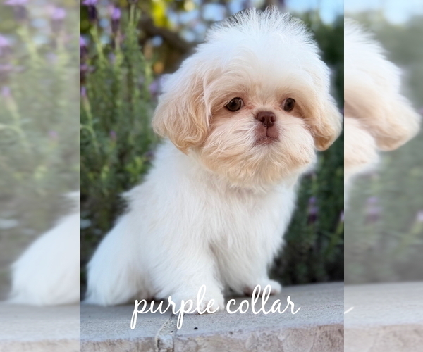 Medium Photo #3 Shih Tzu Puppy For Sale in RIVERSIDE, CA, USA