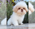 Small #2 Shih Tzu