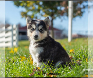 Siberian Husky Puppy for sale in EASTON, PA, USA