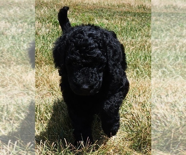 Medium Photo #2 Goldendoodle Puppy For Sale in KANSAS CITY, MO, USA