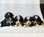 Small Photo #2 Bernedoodle-Poodle (Miniature) Mix Puppy For Sale in NARVON, PA, USA