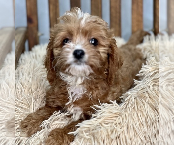 Full screen Photo #1 Cavapoo Puppy For Sale in DUNDEE, OH, USA