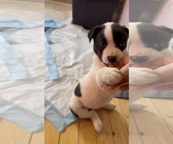 Medium Photo #2 Shepradors Puppy For Sale in Princeton, MN, USA