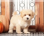 Small #3 Maltipoo