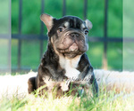 Small #3 French Bulldog
