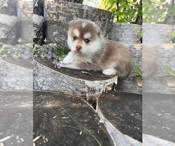 Medium Photo #2 Pomsky Puppy For Sale in STAPLES, MN, USA