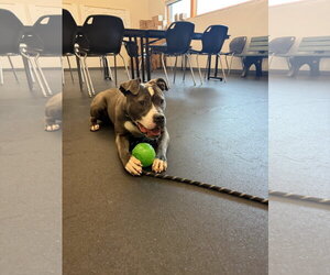Mutt Dogs for adoption in Williamsburg, IA, USA