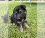 Small Photo #9 German Shepherd Dog Puppy For Sale in SALUDA, SC, USA