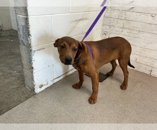 Medium Photo #1 Rhodesian Ridgeback-Unknown Mix Puppy For Sale in San Bernardino, CA, USA