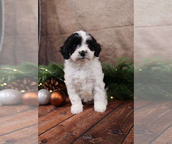 Medium Photo #4 Cavapoo (Toy) Puppy For Sale in WEST SALEM, OH, USA