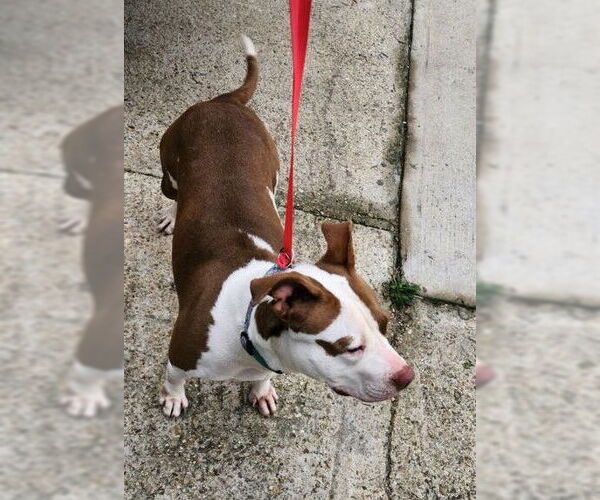 Medium Photo #21 American Pit Bull Terrier-Unknown Mix Puppy For Sale in Oakhurst, NJ, USA