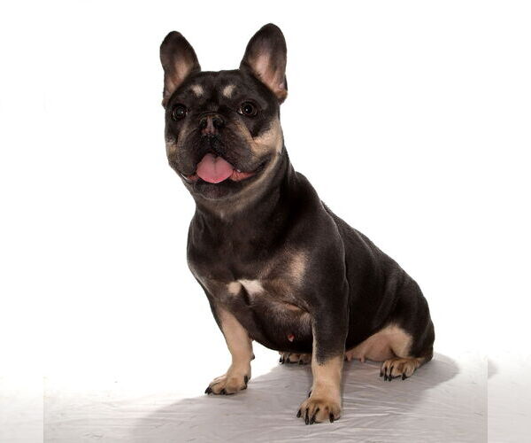 Medium Photo #2 French Bulldog-Unknown Mix Puppy For Sale in Oakland Park, FL, USA