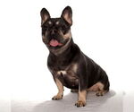 Small #1 French Bulldog Mix