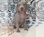 Puppy Bingley Weimaraner