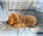 Small #5 Labrador Retriever