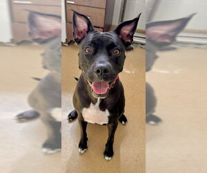 American Pit Bull Terrier-Labrador Retriever Mix Dogs for adoption in Derwood, MD, USA