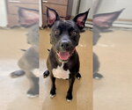*MNEMONICS - Female American Pit Bull Terrier-Labrador Retriever Mix Dog for Adoption - Small photo