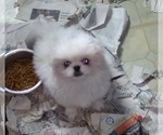 Small Photo #1 Pekingese Puppy For Sale in AKRON, OH, USA