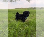 Puppy Kermit Zuchon