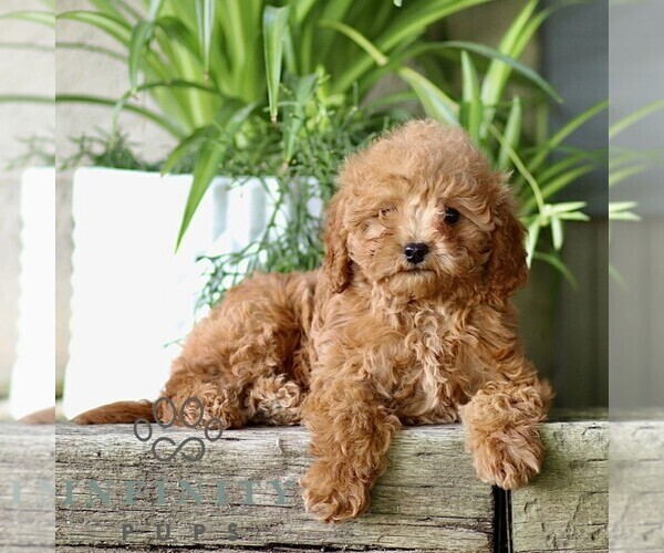 Medium Photo #2 Cavapoo (Miniature) Puppy For Sale in PARADISE, PA, USA