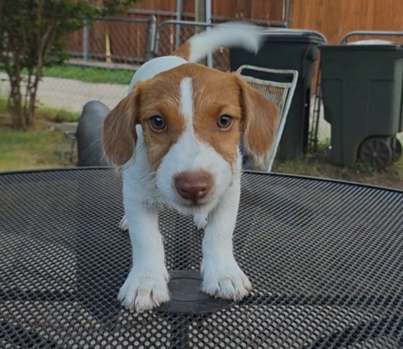 Medium Photo #1 Jack Russell Terrier Puppy For Sale in GRAND PRAIRIE, TX, USA