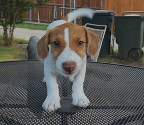 Medium Jack Russell Terrier