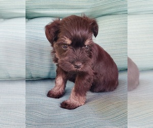 Schnauzer (Miniature) Puppy for sale in TRINITY, NC, USA