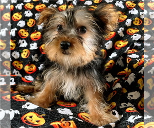 Medium Photo #1 Yorkshire Terrier Puppy For Sale in AMSTERDAM, MO, USA