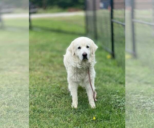 Medium Photo #2 Great Pyrenees Puppy For Sale in Spring, TX, USA