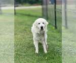 Small #1 Great Pyrenees