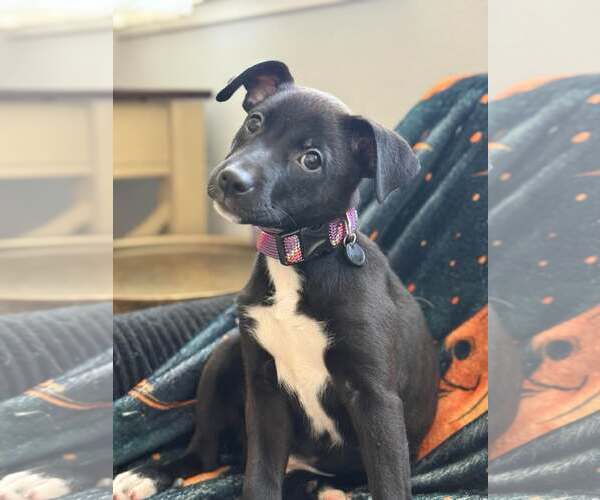 Medium Photo #2 Mutt Puppy For Sale in Visalia, CA, USA