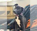 Small Photo #2 Mutt Puppy For Sale in Visalia, CA, USA