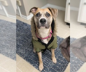 Mutt Dogs for adoption in Germantown, OH, USA