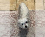 Small #3 Maltese Mix