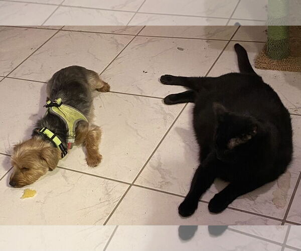 Medium Photo #4 Jack Russell Terrier-Unknown Mix Puppy For Sale in Tampa, FL, USA