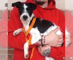 Small #3 Mutt