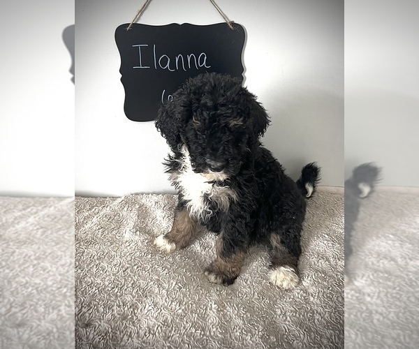 Medium Photo #2 Miniature Bernedoodle Puppy For Sale in NORTH VERNON, IN, USA