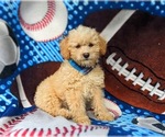 Small Photo #1 Poodle (Toy) Puppy For Sale in KINZERS, PA, USA