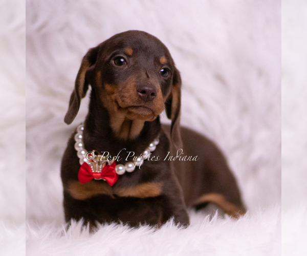 Medium Photo #14 Dachshund Puppy For Sale in WARSAW, IN, USA