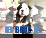Puppy Puppy 2 English Bulldog