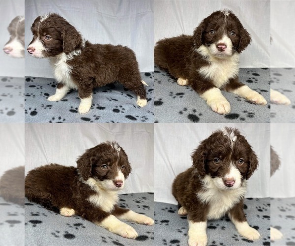 Medium Photo #1 Aussiedoodle Puppy For Sale in BROOKER, FL, USA