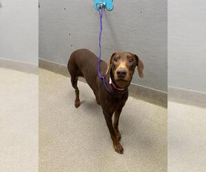 Doberman Pinscher-Unknown Mix Dogs for adoption in Las Vegas, NV, USA