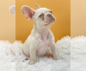 French Bulldog Puppy for sale in ATHERTON, CA, USA
