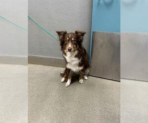 Australian Shepherd-Unknown Mix Dogs for adoption in Las Vegas, NV, USA
