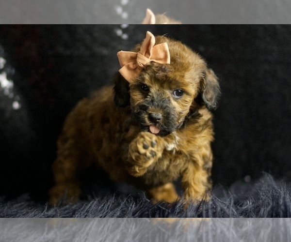 Medium Photo #4 Poodle (Toy) Puppy For Sale in WARSAW, IN, USA