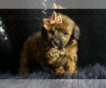 Small #3 Poodle (Toy)