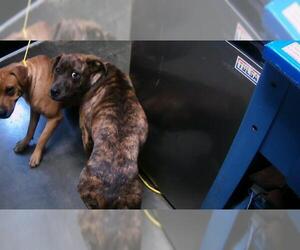 American Pit Bull Terrier-Unknown Mix Dogs for adoption in Tulsa, OK, USA